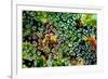 Spider Web Dew I-Erin Berzel-Framed Premium Giclee Print