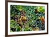 Spider Web Dew I-Erin Berzel-Framed Premium Giclee Print