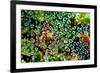 Spider Web Dew I-Erin Berzel-Framed Premium Giclee Print