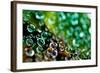 Spider Web Dew II-Erin Berzel-Framed Photographic Print