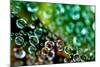 Spider Web Dew II-Erin Berzel-Mounted Photographic Print