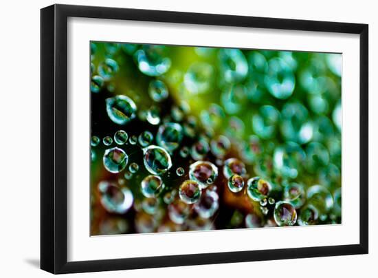 Spider Web Dew II-Erin Berzel-Framed Photographic Print