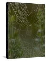 Spider Web in Dew-Lynn M^ Stone-Stretched Canvas