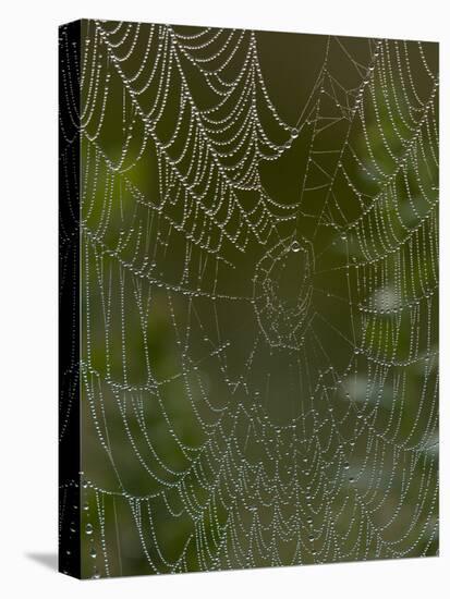 Spider Web in Dew-Lynn M^ Stone-Stretched Canvas