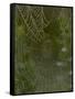 Spider Web in Dew-Lynn M^ Stone-Framed Stretched Canvas