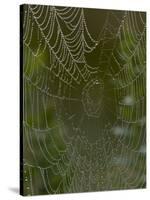 Spider Web in Dew-Lynn M^ Stone-Stretched Canvas