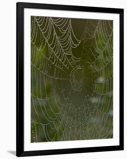 Spider Web in Dew-Lynn M^ Stone-Framed Photographic Print