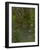 Spider Web in Dew-Lynn M^ Stone-Framed Photographic Print