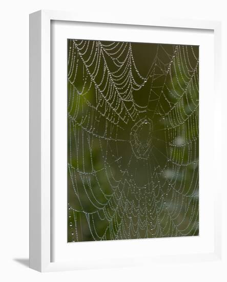 Spider Web in Dew-Lynn M^ Stone-Framed Photographic Print