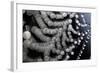 Spider Web Reflection of Water Drops Against-null-Framed Photographic Print