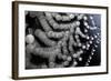 Spider Web Reflection of Water Drops Against-null-Framed Photographic Print