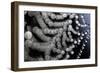 Spider Web Reflection of Water Drops Against-null-Framed Photographic Print