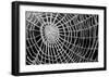 Spider Web Sparkle-erichan-Framed Art Print