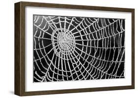 Spider Web Sparkle-erichan-Framed Art Print
