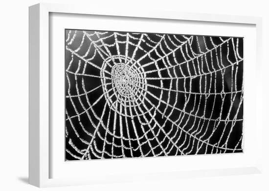 Spider Web Sparkle-erichan-Framed Art Print