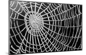 Spider Web Sparkle-erichan-Mounted Art Print