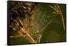 Spider web with dew droplets between dry plants, nature dark background-Paivi Vikstrom-Framed Stretched Canvas