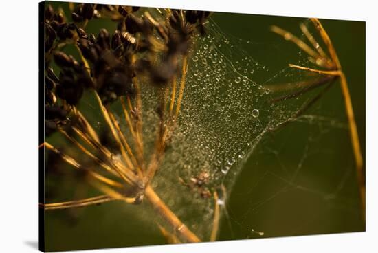 Spider web with dew droplets between dry plants, nature dark background-Paivi Vikstrom-Stretched Canvas