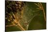 Spider web with dew droplets between dry plants, nature dark background-Paivi Vikstrom-Stretched Canvas