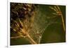 Spider web with dew droplets between dry plants, nature dark background-Paivi Vikstrom-Framed Photographic Print