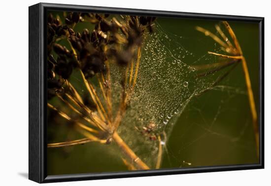 Spider web with dew droplets between dry plants, nature dark background-Paivi Vikstrom-Framed Photographic Print