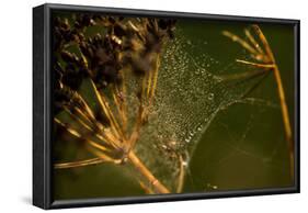 Spider web with dew droplets between dry plants, nature dark background-Paivi Vikstrom-Framed Photographic Print