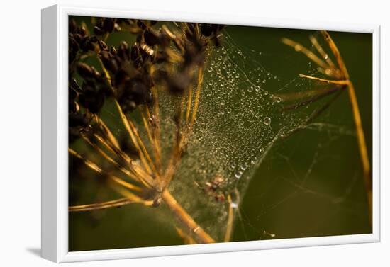 Spider web with dew droplets between dry plants, nature dark background-Paivi Vikstrom-Framed Photographic Print