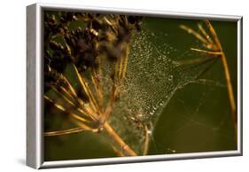 Spider web with dew droplets between dry plants, nature dark background-Paivi Vikstrom-Framed Photographic Print