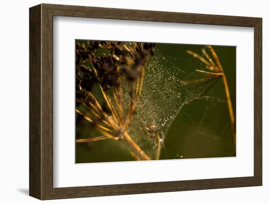 Spider web with dew droplets between dry plants, nature dark background-Paivi Vikstrom-Framed Photographic Print