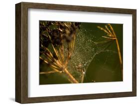 Spider web with dew droplets between dry plants, nature dark background-Paivi Vikstrom-Framed Photographic Print