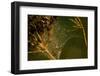 Spider web with dew droplets between dry plants, nature dark background-Paivi Vikstrom-Framed Photographic Print