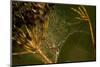 Spider web with dew droplets between dry plants, nature dark background-Paivi Vikstrom-Mounted Photographic Print