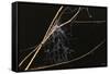 Spider Web with Dew Drops-Gordon Semmens-Framed Stretched Canvas