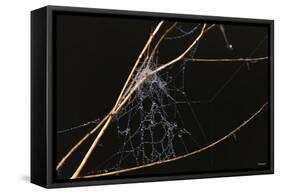 Spider Web with Dew Drops-Gordon Semmens-Framed Stretched Canvas