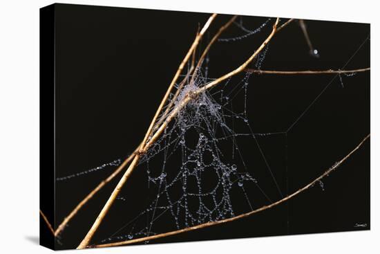 Spider Web with Dew Drops-Gordon Semmens-Stretched Canvas