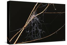 Spider Web with Dew Drops-Gordon Semmens-Stretched Canvas