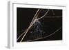 Spider Web with Dew Drops-Gordon Semmens-Framed Photographic Print