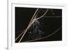 Spider Web with Dew Drops-Gordon Semmens-Framed Photographic Print