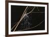 Spider Web with Dew Drops-Gordon Semmens-Framed Photographic Print