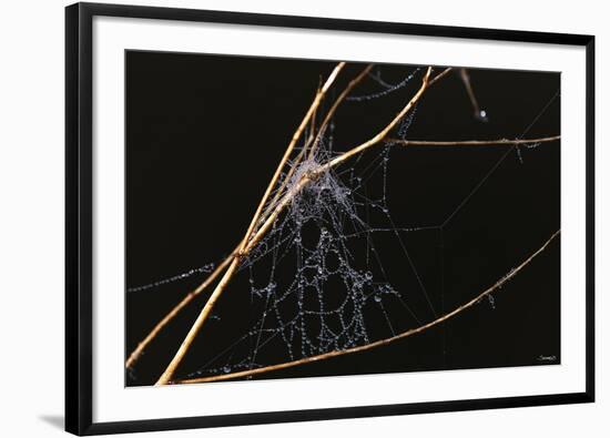 Spider Web with Dew Drops-Gordon Semmens-Framed Photographic Print