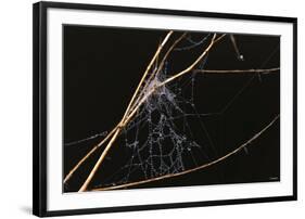 Spider Web with Dew Drops-Gordon Semmens-Framed Photographic Print