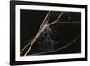 Spider Web with Dew Drops-Gordon Semmens-Framed Photographic Print