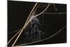 Spider Web with Dew Drops-Gordon Semmens-Mounted Photographic Print