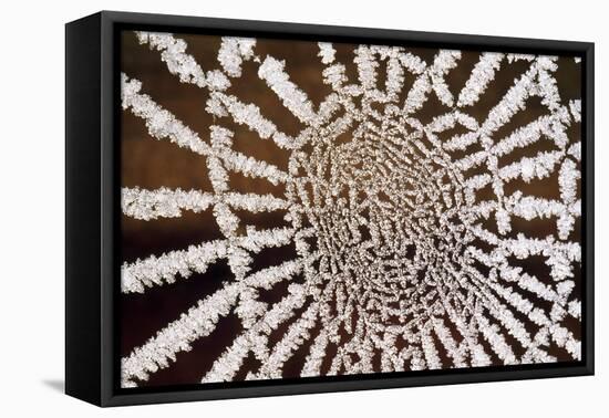Spider Web-null-Framed Stretched Canvas