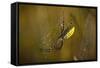 Spider, Web-Gordon Semmens-Framed Stretched Canvas