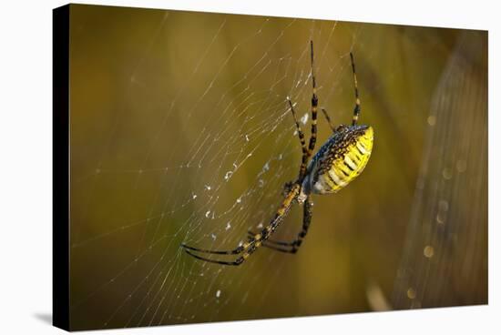 Spider, Web-Gordon Semmens-Stretched Canvas