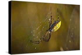 Spider, Web-Gordon Semmens-Stretched Canvas