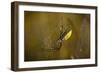 Spider, Web-Gordon Semmens-Framed Premium Photographic Print