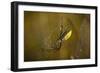 Spider, Web-Gordon Semmens-Framed Premium Photographic Print