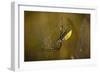 Spider, Web-Gordon Semmens-Framed Premium Photographic Print